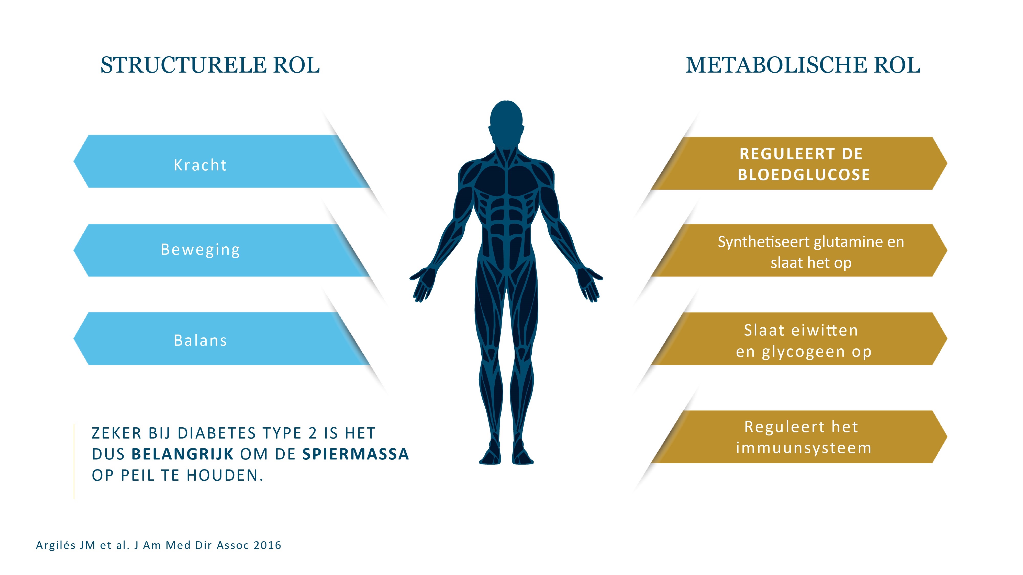 Spier als structuur en metabolisme