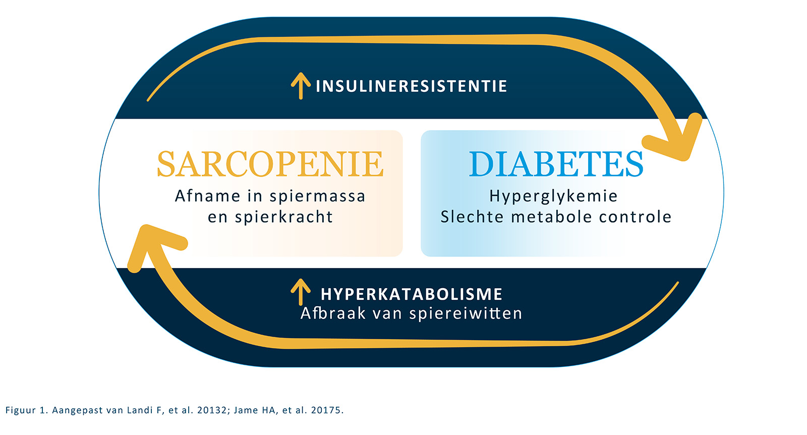Vicieuze cirkel diabetes & sarcopenie